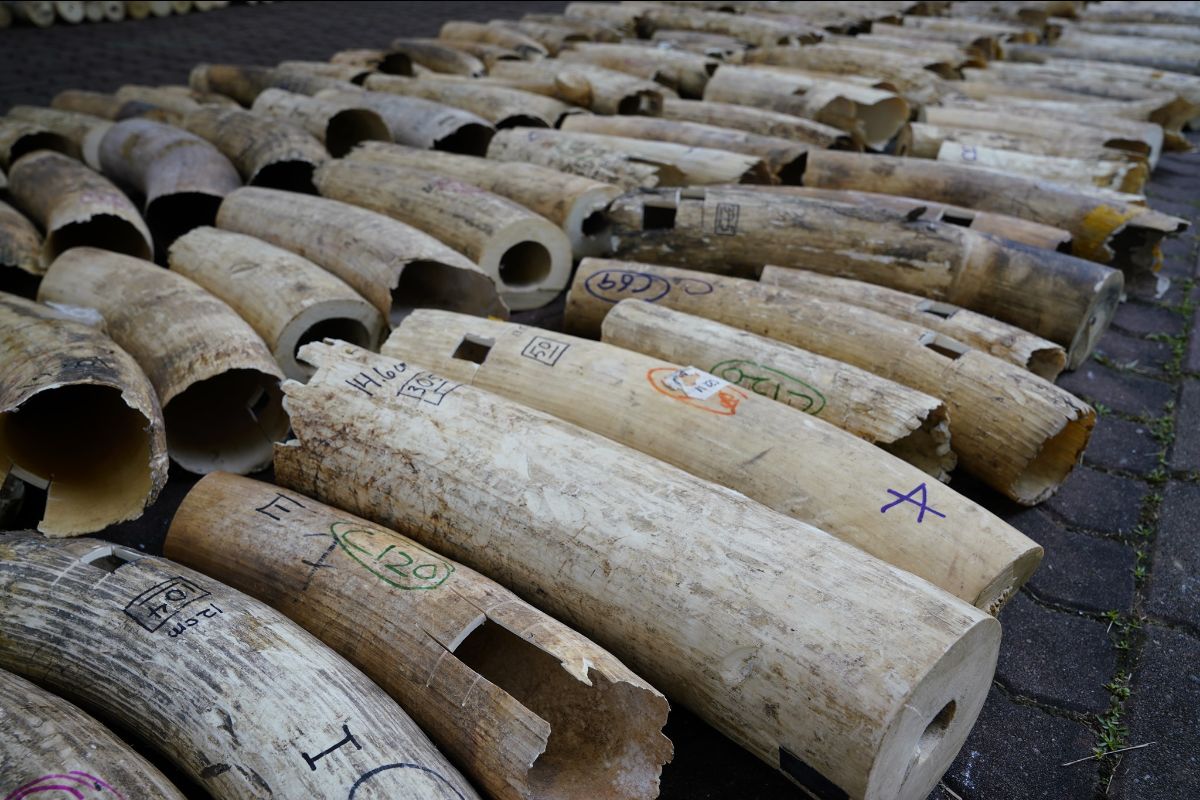 In 2020, a total of 9 tons of elephant ivory was crushed in Singapore to prevent it from re-entering the market and to disrupt the global supply chain of illegally traded ivory. (Photo: National Parks Board Singapore)