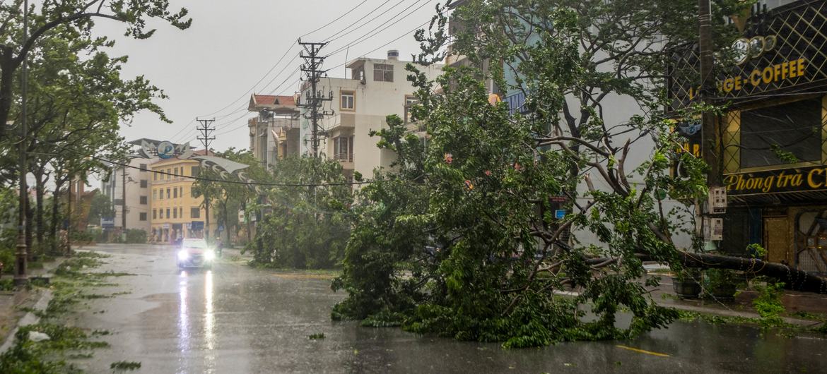 Downed trees and power lines on a street