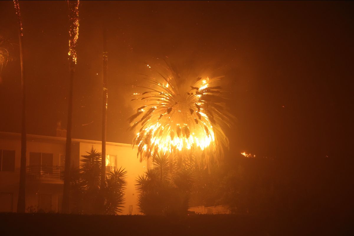 The image depicts a nighttime scene of a palm tree engulfed in flames. The fire creates bright, glowing embers that illuminate the surrounding area with an intense orange hue. In the background, part of a building is visible, with its windows reflecting the fiery light. The sky appears dark, creating a stark contrast with the vivid flames. The branches of the palm tree radiate outwards, resembling fireworks or a large explosion.