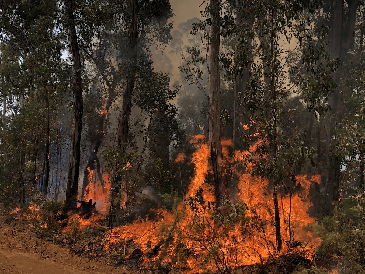 A forest fire with bright orange flames burning through dense trees, with thick smoke in the background.